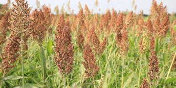 Por el impacto de la sequía en el NEA, habrá menos sorgo este año