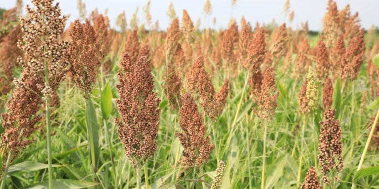 Por el impacto de la sequía en el NEA, habrá menos sorgo este año