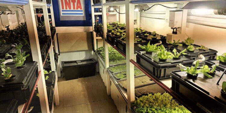 Antártida: lejos del campo, las hortalizas más australes del país “cambiaron la vida” en las bases