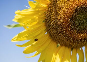 Girasol imparable y soja en plena definición: ¿qué revelan los últimos datos del agro en Córdoba?