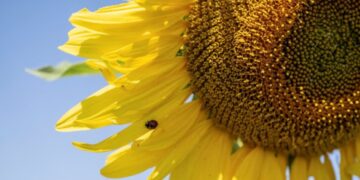 Girasol imparable y soja en plena definición: ¿qué revelan los últimos datos del agro en Córdoba?