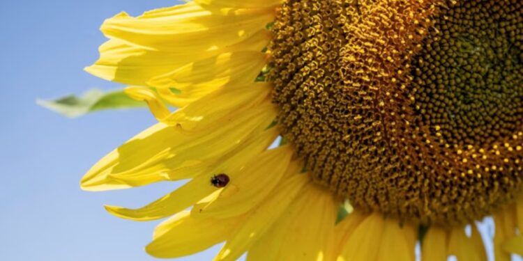 Girasol imparable y soja en plena definición: ¿qué revelan los últimos datos del agro en Córdoba?