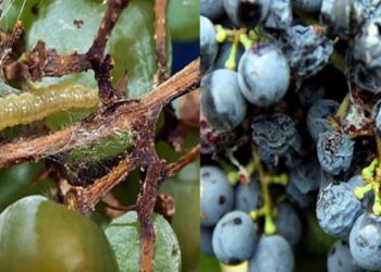Científicos del INTA buscan combatir la polilla de la vid a través del silenciamiento génico