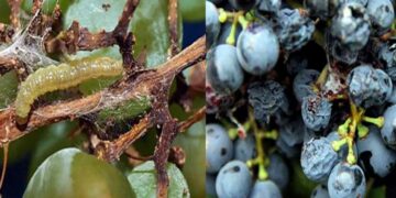 Científicos del INTA buscan combatir la polilla de la vid a través del silenciamiento génico