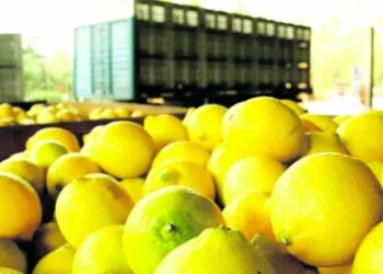 La zafra citrícola comenzó con el primer embarque hacia Rusia