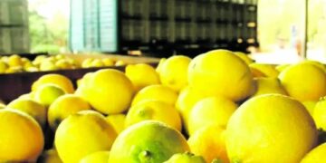 La zafra citrícola comenzó con el primer embarque hacia Rusia