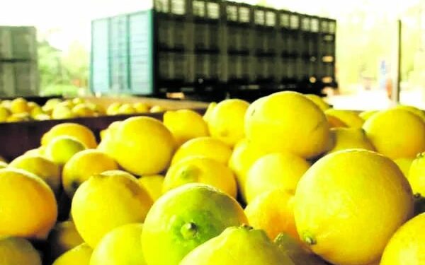La zafra citrícola comenzó con el primer embarque hacia Rusia