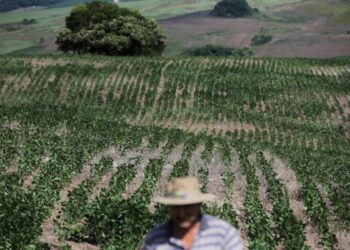 Por la persistente sequía, en Río Grande do Sul se perdería el 40% de la soja sembrada