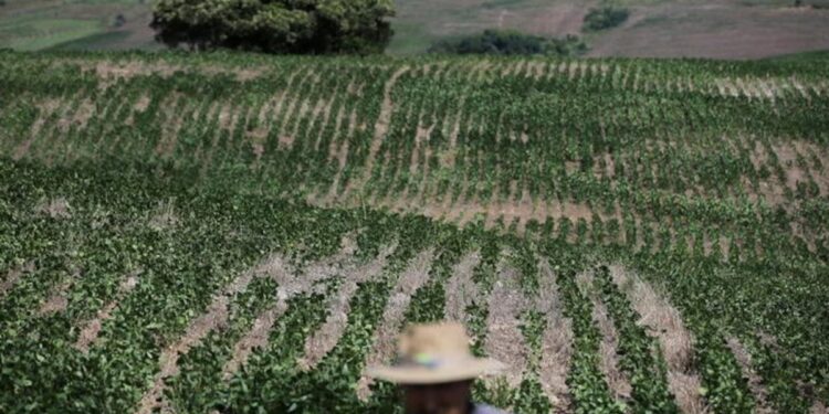 Por la persistente sequía, en Río Grande do Sul se perdería el 40% de la soja sembrada