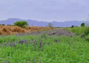 En Salta, los cultivos de servicios dejan una huella positiva: aumentan 30% el stock de carbono