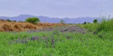 En Salta, los cultivos de servicios dejan una huella positiva: aumentan 30% el stock de carbono