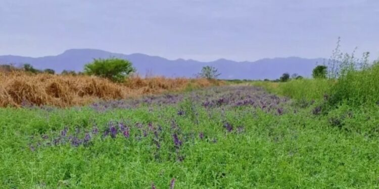 En Salta, los cultivos de servicios dejan una huella positiva: aumentan 30% el stock de carbono