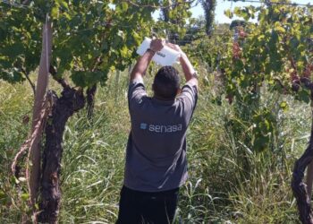 La polilla de la vid sigue volando y preocupa en la vitivinicultura: declaran alerta en La Rioja