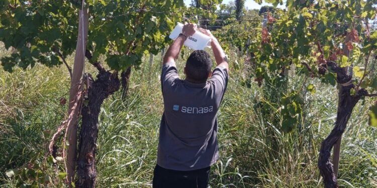 La polilla de la vid sigue volando y preocupa en la vitivinicultura: declaran alerta en La Rioja