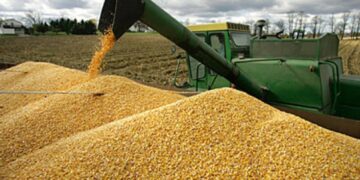 Ya se cosechó el 87% del girasol de la campaña 2024/25