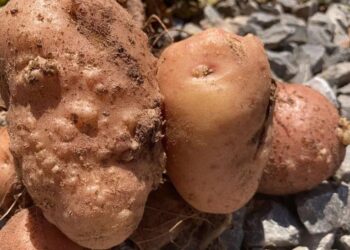 Papa: la rotación, una estrategia eficiente contra los nematodos