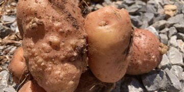 Papa: la rotación, una estrategia eficiente contra los nematodos