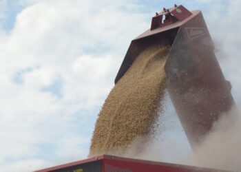 El mercado de granos, con “escaso dinamismo” en el inicio del nuevo régimen cambiario