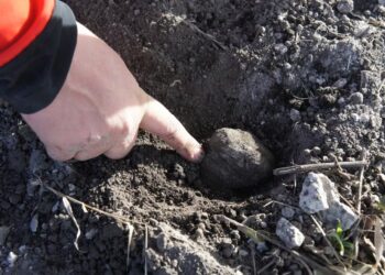 El diamante negro: el misterio de la truficultura en Argentina