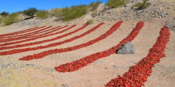 Desde los valles calchaquíes, el pimentón se fortalece con una denominación de origen