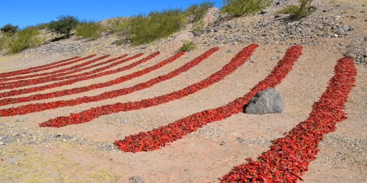 Desde los valles calchaquíes, el pimentón se fortalece con una denominación de origen