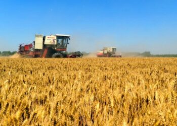 Durante el Primer Simposio de Trigo en el NOA expertos abordaron diversos aspectos del cultivo