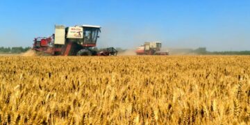Durante el Primer Simposio de Trigo en el NOA expertos abordaron diversos aspectos del cultivo