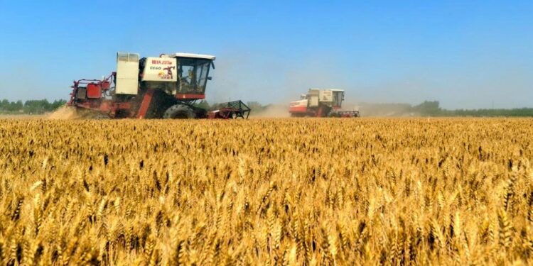 Durante el Primer Simposio de Trigo en el NOA expertos abordaron diversos aspectos del cultivo
