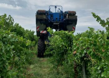 La Pampa cerró su vendimia con más de mil toneladas de uva y controles sanitarios reforzados