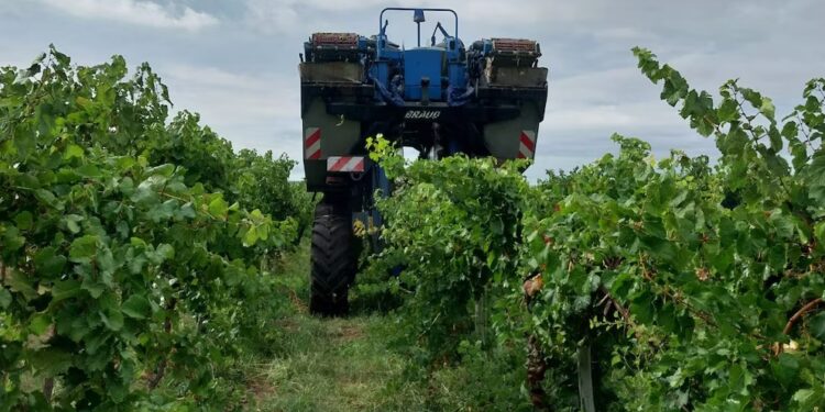 La Pampa cerró su vendimia con más de mil toneladas de uva y controles sanitarios reforzados
