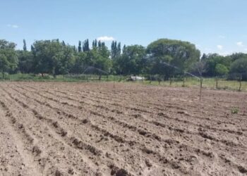 Un “milagro” en las zonas áridas de Catamarca: en Santa María, el riego fortalece a la papa y el tomate