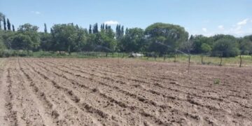 Un “milagro” en las zonas áridas de Catamarca: en Santa María, el riego fortalece a la papa y el tomate