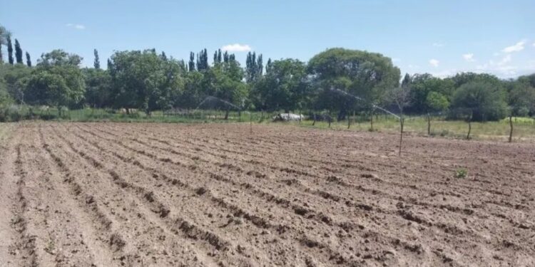 Un “milagro” en las zonas áridas de Catamarca: en Santa María, el riego fortalece a la papa y el tomate