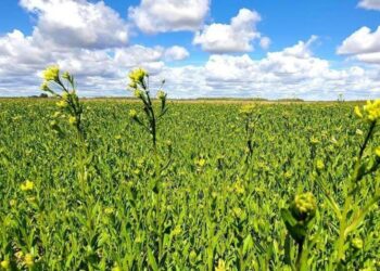 De cara a la campaña fina, la camelina motoriza un nuevo crecimiento en superficie