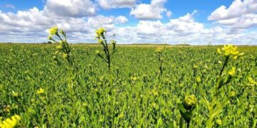 De cara a la campaña fina, la camelina motoriza un nuevo crecimiento en superficie