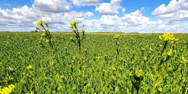 De cara a la campaña fina, la camelina motoriza un nuevo crecimiento en superficie
