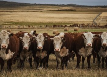 El debate por la barrera sanitaria no avanza y desde la Patagonia advierten: “Ya hay un parate importante”