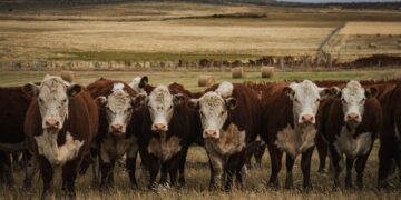 El debate por la barrera sanitaria no avanza y desde la Patagonia advierten: “Ya hay un parate importante”
