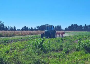 Malezas bajo control: cómo avanza la ciencia para enfrentar un desafío que crece en los campos