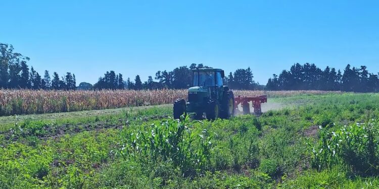 Malezas bajo control: cómo avanza la ciencia para enfrentar un desafío que crece en los campos