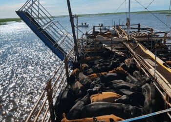 En las islas del Paraná, productores de hacienda celebran una noticia que les permitirá reducir costos