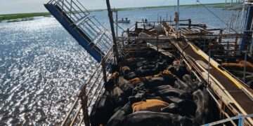 En las islas del Paraná, productores de hacienda celebran una noticia que les permitirá reducir costos