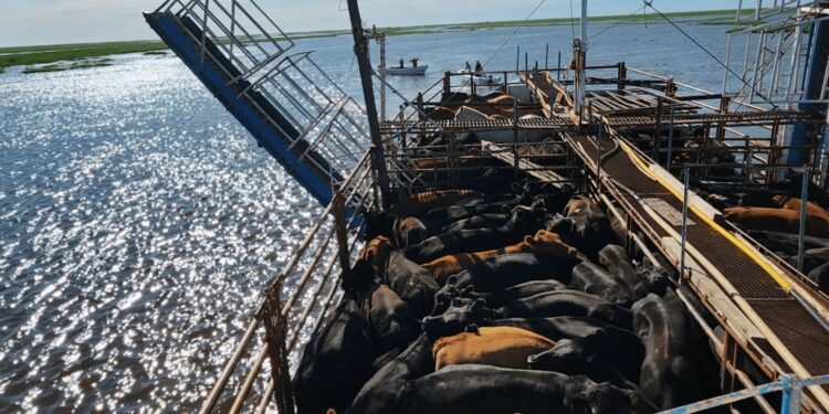 En las islas del Paraná, productores de hacienda celebran una noticia que les permitirá reducir costos