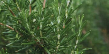 Más allá del sabor: un estudio del INTA reveló el potencial del romero para diversos usos agronómicos