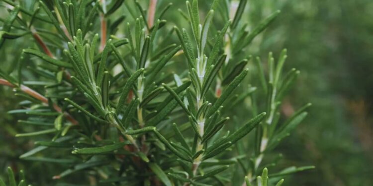 Más allá del sabor: un estudio del INTA reveló el potencial del romero para diversos usos agronómicos