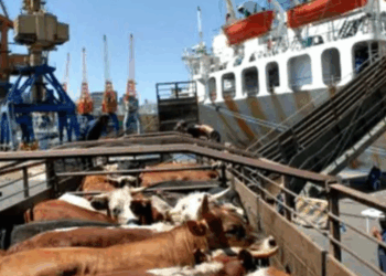 Uruguay: activa la exportación de ganado en pie con un envío de 4000 vaquillonas a Turquía