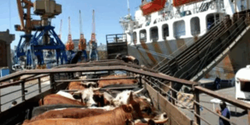 Uruguay: activa la exportación de ganado en pie con un envío de 4000 vaquillonas a Turquía