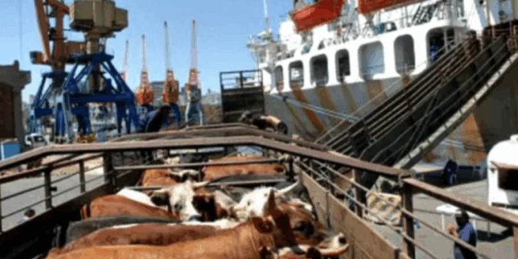 Uruguay: activa la exportación de ganado en pie con un envío de 4000 vaquillonas a Turquía