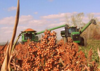 Sorgo envuelto en la confusión que siembra Trump