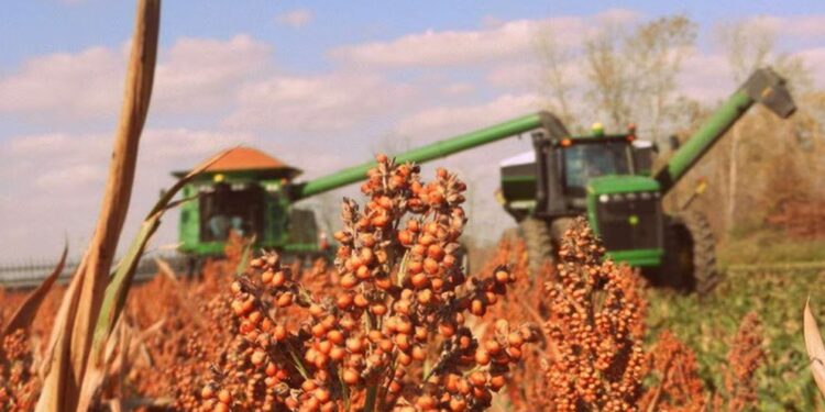 Sorgo envuelto en la confusión que siembra Trump